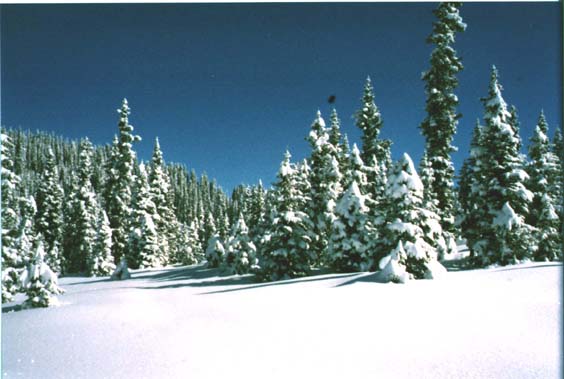 snow00.jpg (45721 bytes)